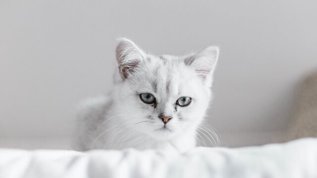 O que significa KITTEN em inglês? Veja a tradução